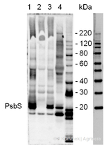 PsbS/22 kDa Lhc-like PSII protein Polyclonal Antibody