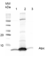 AtpH/ATP synthase subunit c (chloroplastic) Polyclonal Antibody