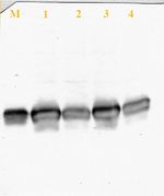 FDX1/Ferredoxin Antibody in Western Blot (WB)