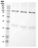 LOX/Lipoxygenase Antibody in Western Blot (WB)