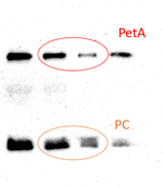 PC/Plastocyanin Antibody in Western Blot (WB)