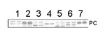 PC/Plastocyanin Antibody in Western Blot (WB)