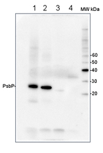 PsbP/23 kDa protein of the oxygen evolving complex (OEC) of PSII (protein) Polyclonal Antibody