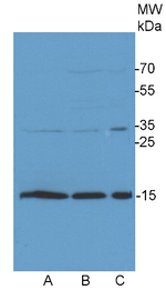 COXIIb/Algal Cytochrome oxidase subunit II b Polyclonal Antibody