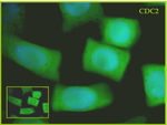 CDC2/Cell-division-cycle kinase 2 Polyclonal Antibody