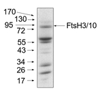 FtsH3+FtsH10/ATP-dependent zinc metalloprotease FtsH3+FtsH10 (mitochondrial) Polyclonal Antibody