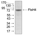 FtsH4/ATP-dependent zinc metalloprotease FtsH4 (mitochondrial) Antibody in Western Blot (WB)