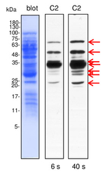 Dehydrin Antibody in Western Blot (WB)