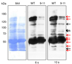 Dehydrin Polyclonal Antibody