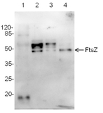 FtsZ/Procaryotic cell division GTPase (cyanobacterial) Polyclonal Antibody