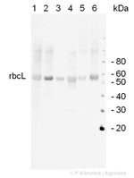 Rubisco/557 kDa hexadecamer Antibody in Western Blot (WB)