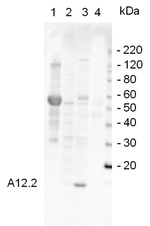 A12,2/RNA polymerase I subunit (homolog of Pol II Rpb9) Antibody in Western Blot (WB)