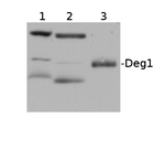 Deg1/chloroplastic DegP-type serine protease 1 Polyclonal Antibody