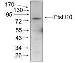 FtsH10/ATP-dependent zinc metalloprotease FtsH10 (mitochondrial) Antibody in Western Blot (WB)