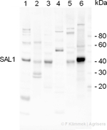 SAL1/Sal1 phosphatase Polyclonal Antibody