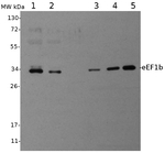 eEF1b/Elongation factor 1-beta Antibody in Western Blot (WB)