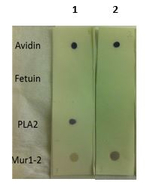Xylose Antibody in Dot Blot (DB)