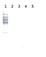 Xylose Antibody in Western Blot (WB)