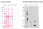 Xylose Polyclonal Antibody