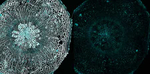 Fucose Polyclonal Antibody