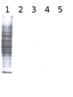 Fucose Antibody in Western Blot (WB)