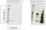 Fucose Antibody in Western Blot (WB)