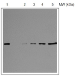 RPS1/30S ribosomal protein S1 Antibody in Western Blot (WB)