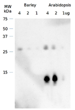 CURT1A/Curvature thylakoid 1A Antibody in Western Blot (WB)