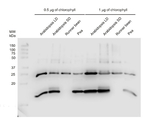 CURT1A/Curvature thylakoid 1A Antibody in Western Blot (WB)