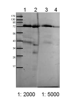 Toc75/Protein TOC75-3, chloroplastic, POTRA domain 1 Polyclonal Antibody