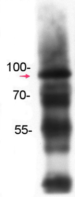 SUMO3/Small ubiquitin-like modifier protein 3 (peptide) Antibody in Western Blot (WB)