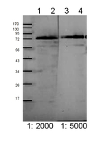 Toc75/Protein TOC75-3, chloroplastic, POTRA domain 3 Antibody in Western Blot (WB)