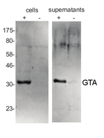 GTA MCP/Gene Transfer Agent (GTA) major capsid protein (MCP) Polyclonal Antibody