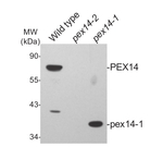 Pex14p/Peroxisomal marker Antibody in Western Blot (WB)