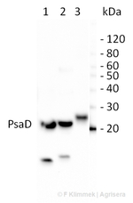 PsaD/PSI-D subunit of photosystem I Antibody in Western Blot (WB)