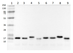 PsaD/PSI-D subunit of photosystem I Antibody in Western Blot (WB)