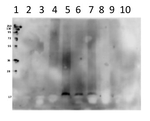 V-ATPase, c/Vacuolar H-ATPase, subunit c Polyclonal Antibody
