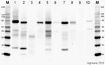 BiP/Lumenal-binding protein Antibody in Western Blot (WB)