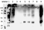 PIP (PIP1-1, PIP1-2, PIP1-3, PIP1-4, PIP-5)/Aquaporins Polyclonal Antibody