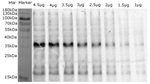 Lhcb4/CP29 (Lhcb4) homolog Antibody in Western Blot (WB)
