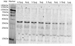 Lhcb5/CP26 (Lhcb5) homolog Polyclonal Antibody