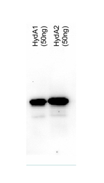HydA/Iron-hydrogenase HydA1/HydA2 Polyclonal Antibody