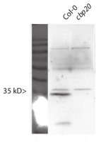 CBP20/nuclear cap-binding protein subunit 2 Polyclonal Antibody
