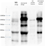 SE/Serrate RNA effector molecule Polyclonal Antibody