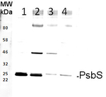 PsbS/22 kDa Lhc-like PSII protein Antibody in Western Blot (WB)