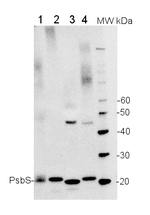 PsbS/22 kDa Lhc-like PSII protein Antibody in Western Blot (WB)