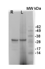 V-ATPase/Epsilon subunit of tonoplast H/ATPase Antibody in Western Blot (WB)