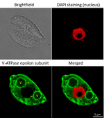 V-ATPase/Epsilon subunit of tonoplast H/ATPase Polyclonal Antibody