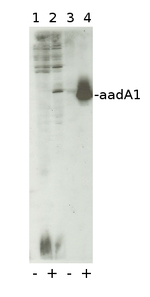 aadA1/Aminoglycoside adenyltransferase (chloroplast transformation marker) Polyclonal Antibody