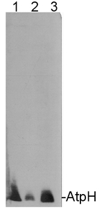 AtpH/ATP synthase subunit c (chloroplastic) Antibody in Western Blot (WB)
